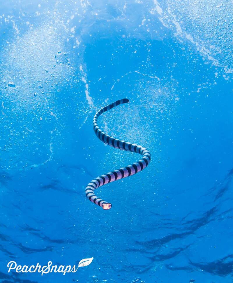 Banded Sea Snake Black and White Sea Krait