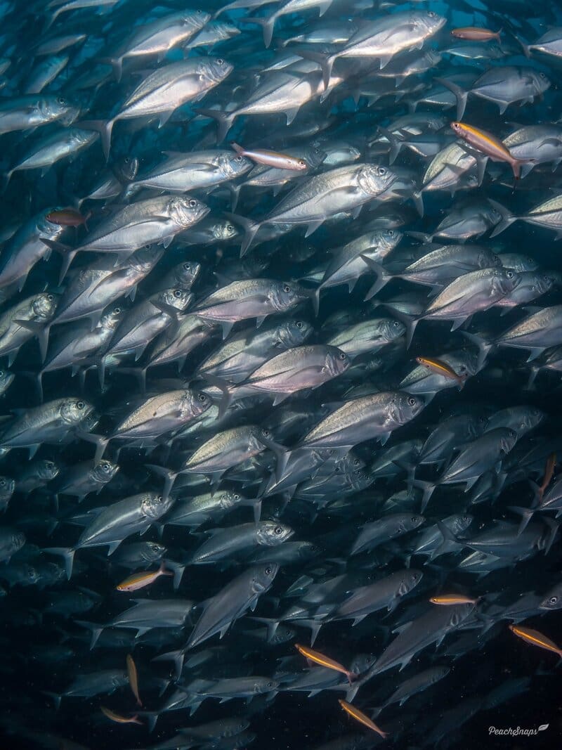 Bigeye Trevally
