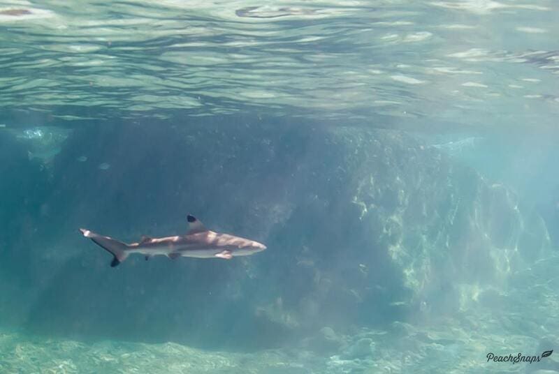 Blacktip reef shark