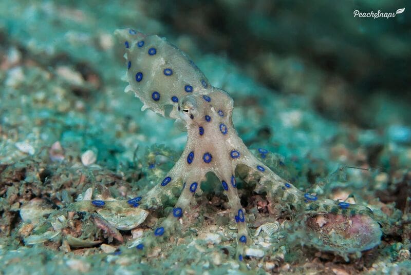 blue-ringed octopus