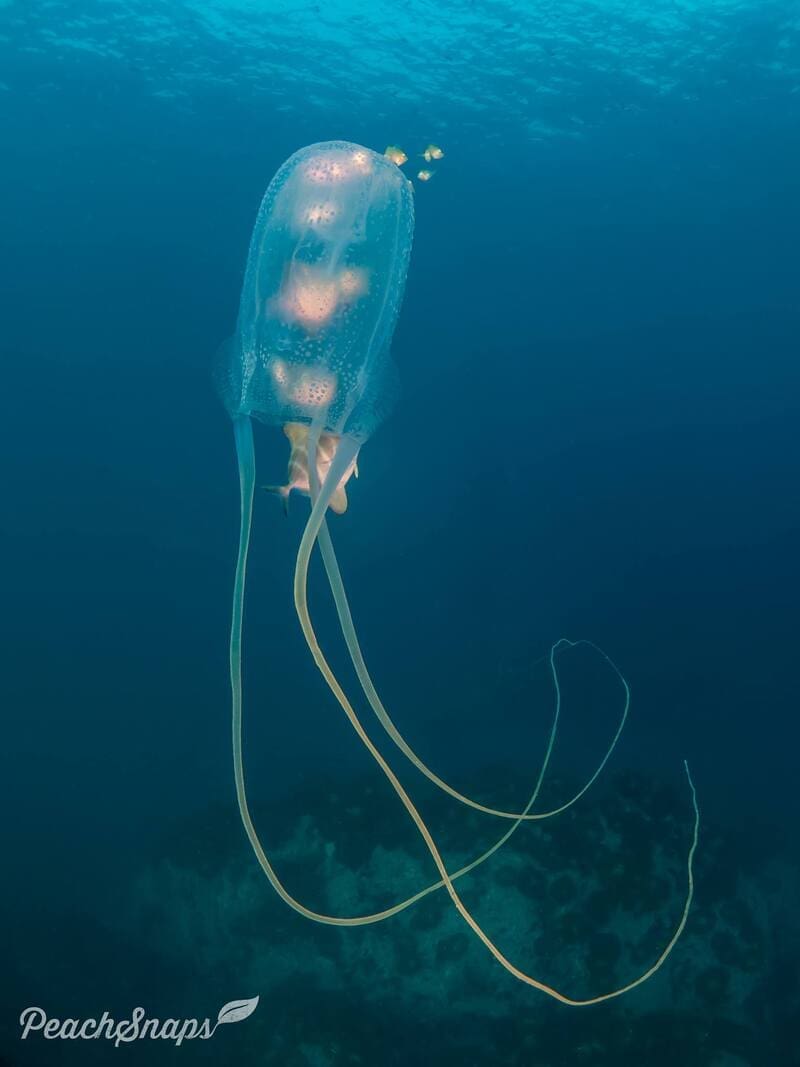 box jellyfish