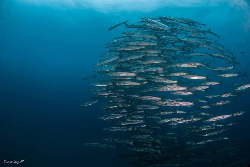 chevron barracuda