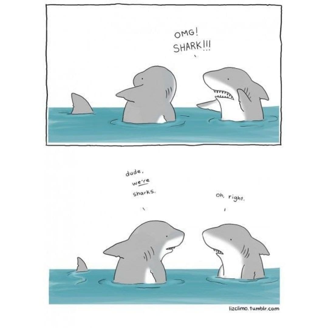 Confused shark funny scuba diving meme