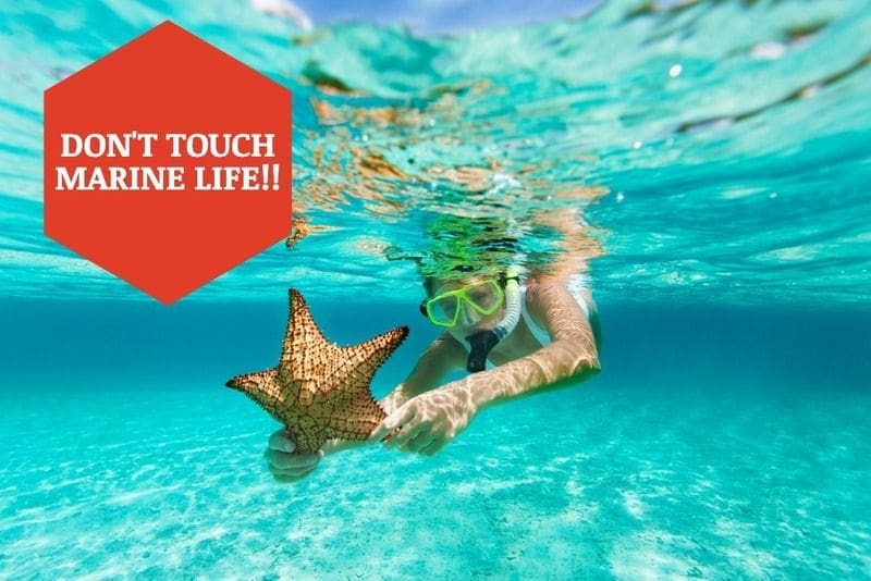 Do not touch marine life while diving