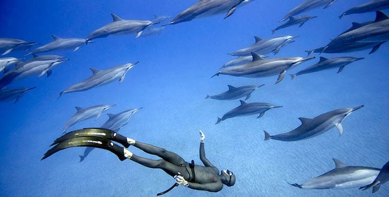 freediving jobs
