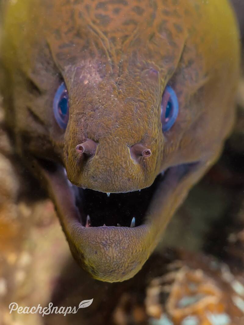 giant moray eel
