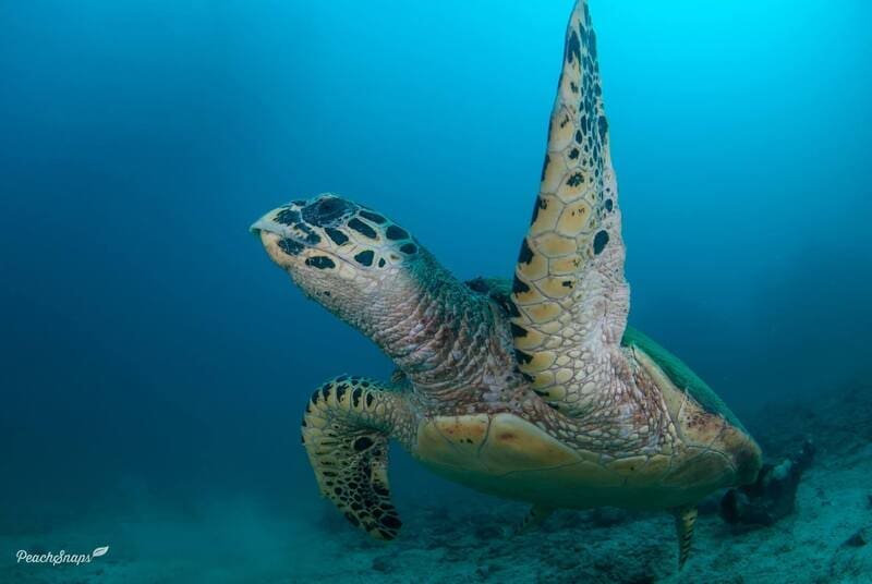 green sea turtle