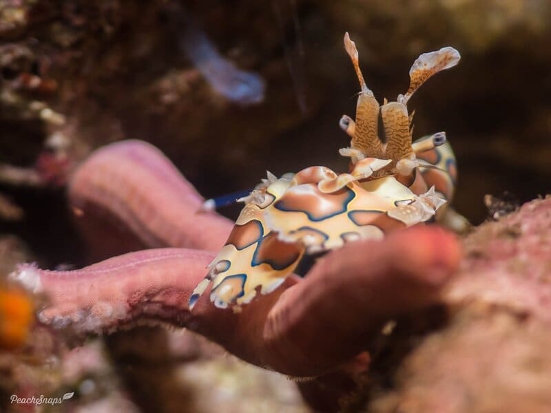 harlequin shrimp