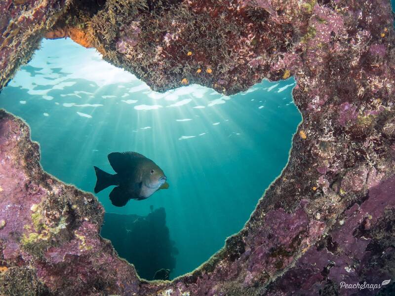 lagoon damsel fish