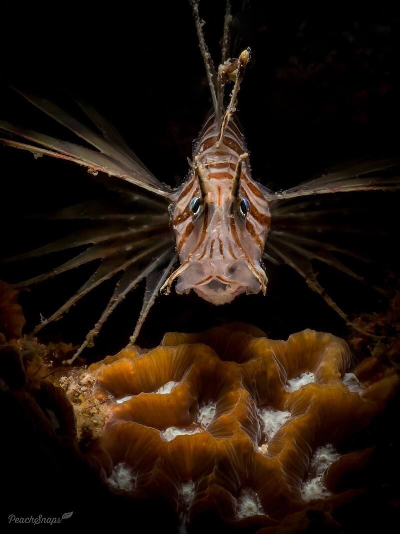 Lionfish