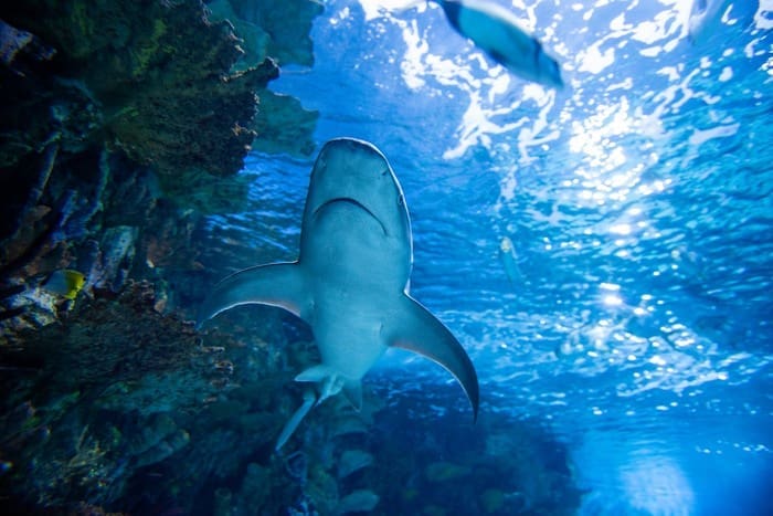liveaboard shark diving