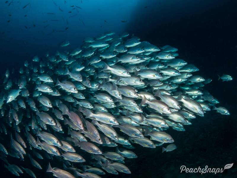 one spot snapper
