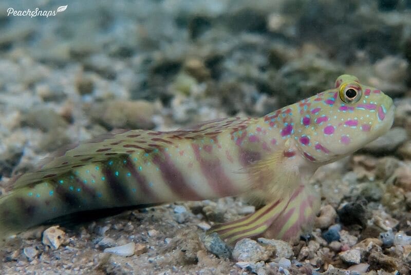 Pink Spotted Goby
