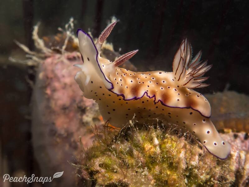 βRisbecia tryoni