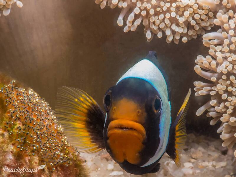 saddleback anemonefish