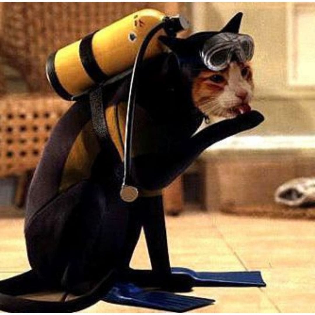 Scuba cat scuba diving meme