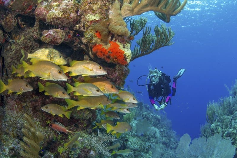 Scuba diver close reef trim buoyancy - PADI Open Water Knowledge Review 3 Answers