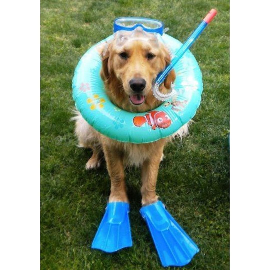 Scuba dog scuba diving meme