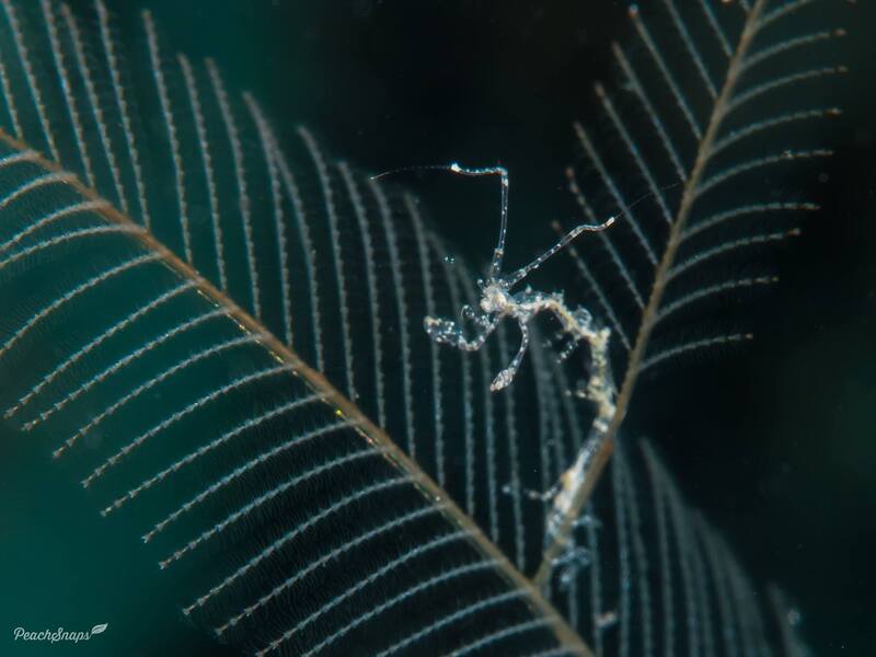 βSkeleton shrimp