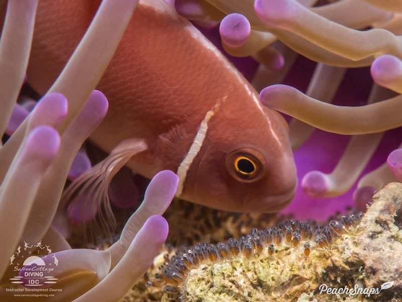 Skunk Clown Fish