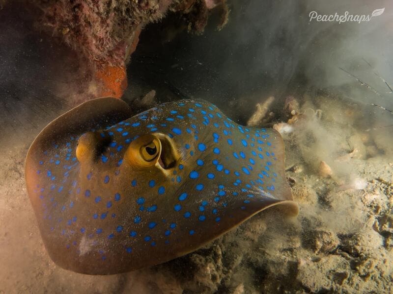 Underwater Photography Tips for Beginners