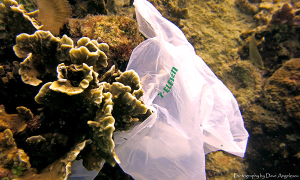 7 Eleven Plastic Bag Reef Scuba Diving Koh Tao